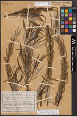 Foto von Salix eleagnos subsp. angustifolia (Cariot) Rech. f.